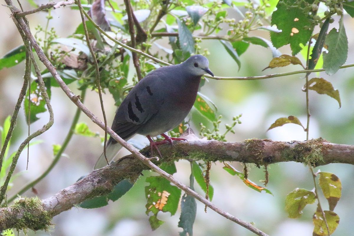 Maroon-chested Ground Dove - ML256892651