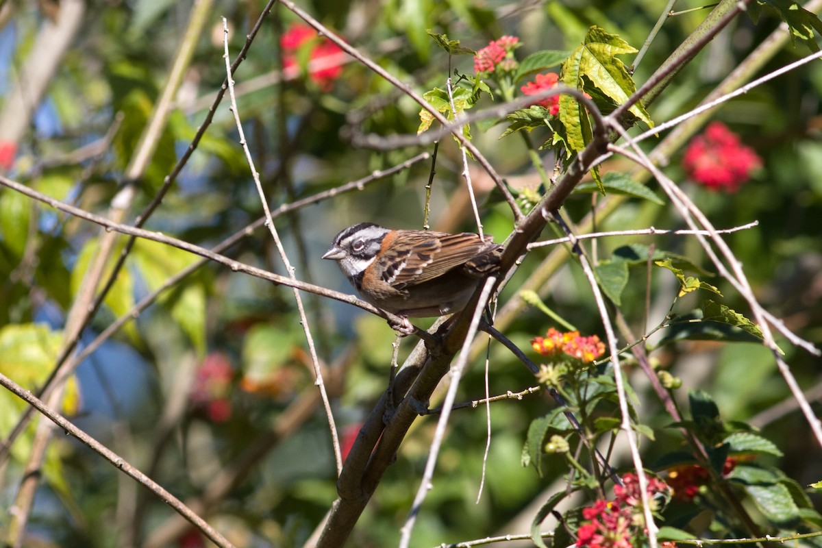 Rufous-collared Sparrow - ML256892931