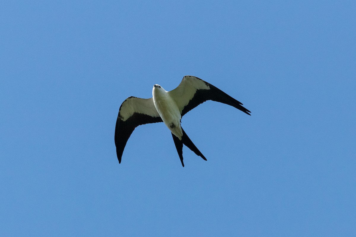 Swallow-tailed Kite - ML256895211