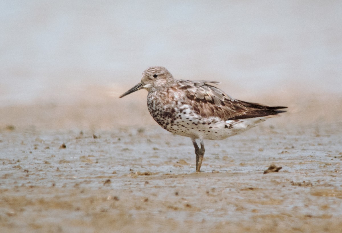 Great Knot - ML256897121