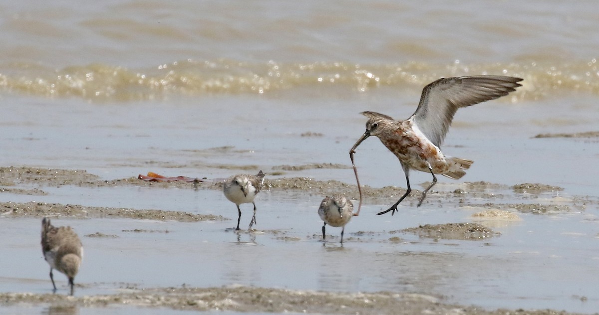Curlew Sandpiper - Dave Bakewell