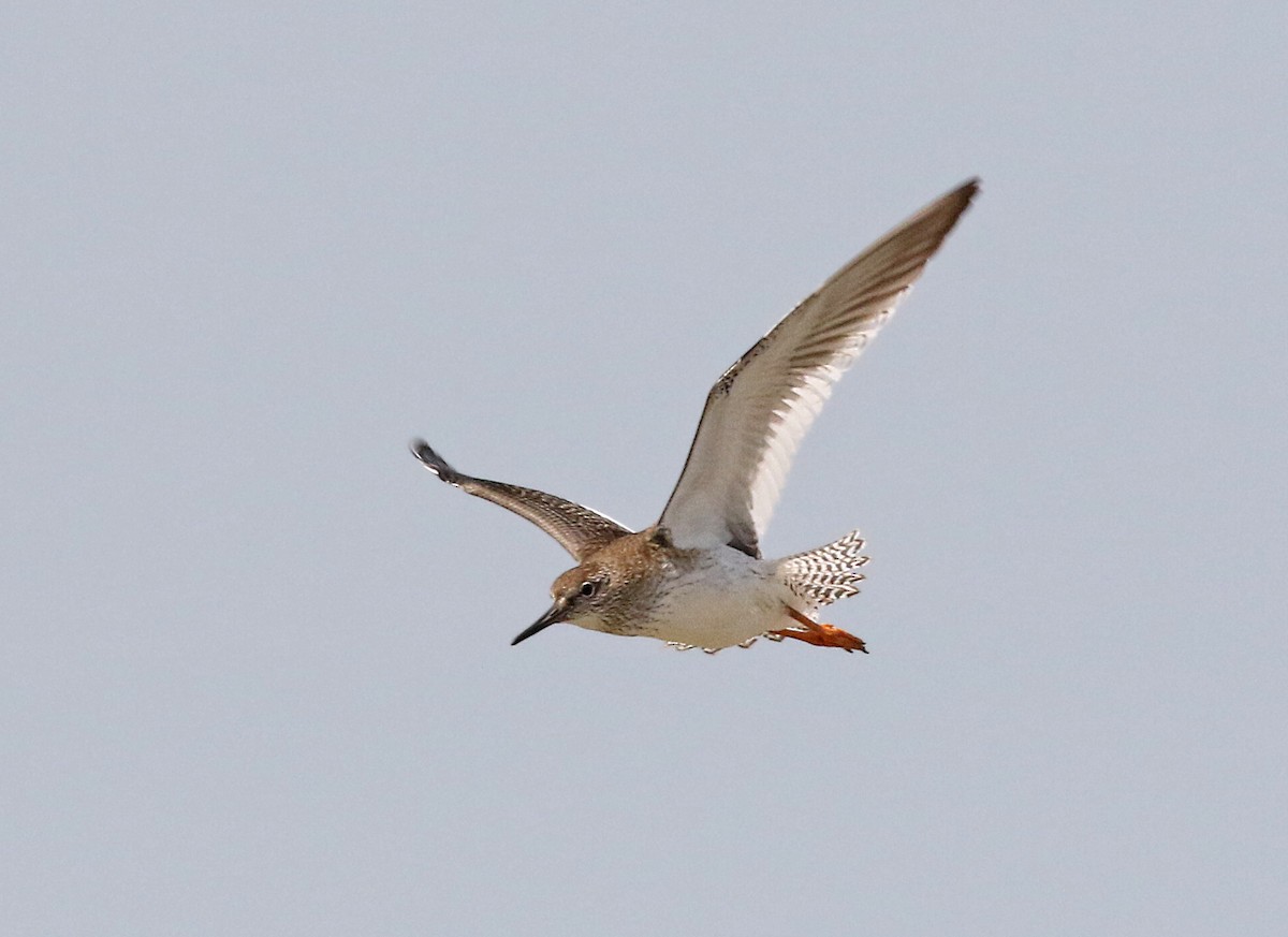 Common Redshank - Dave Bakewell