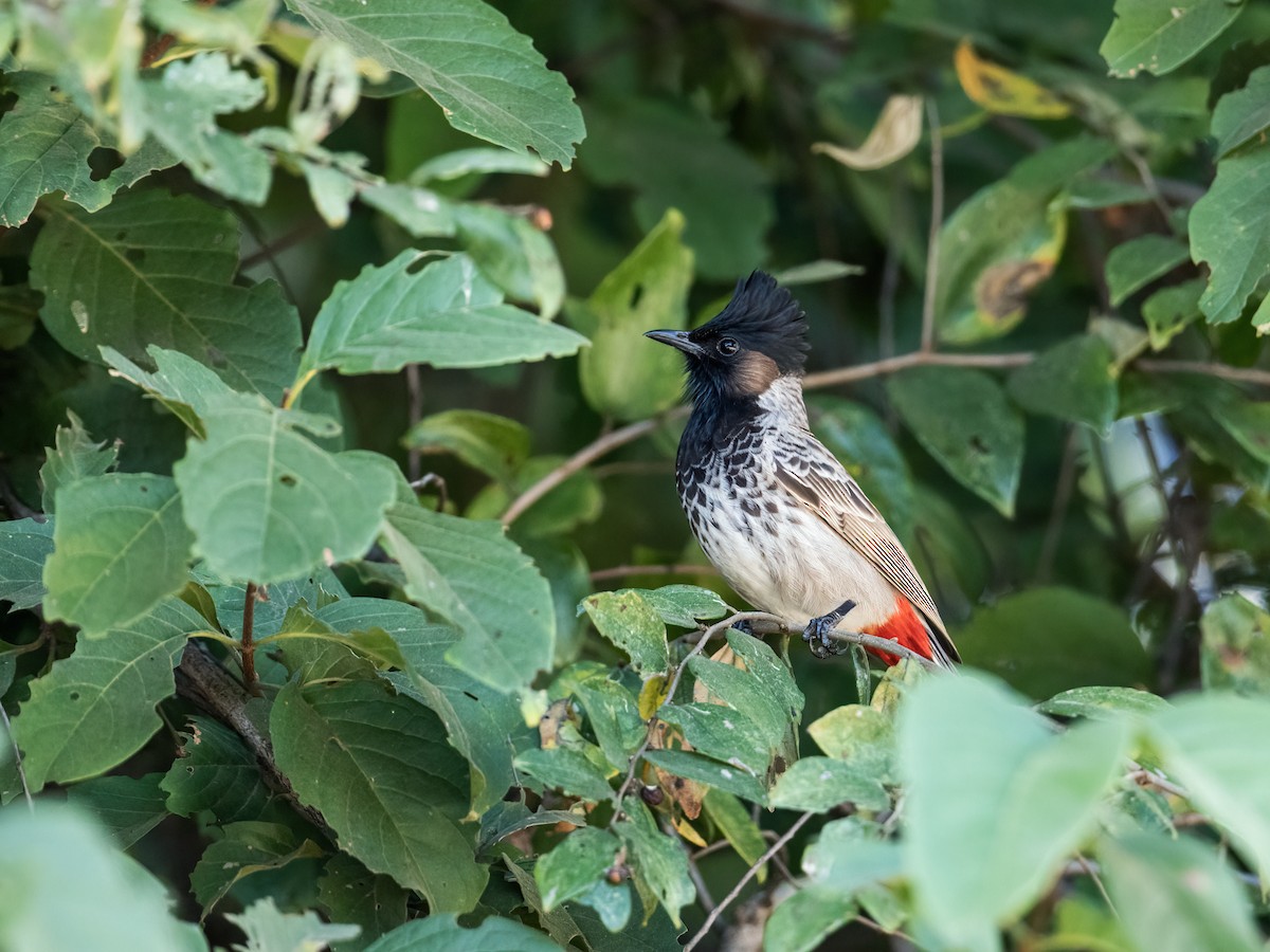Red-vented Bulbul - ML256905601