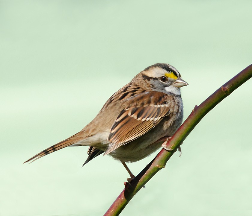 White-throated Sparrow - Alix d'Entremont