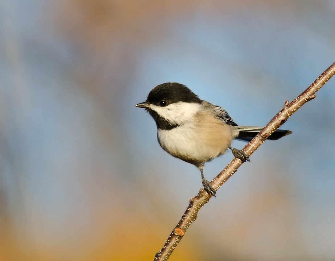 Black-capped Chickadee - Alix d'Entremont