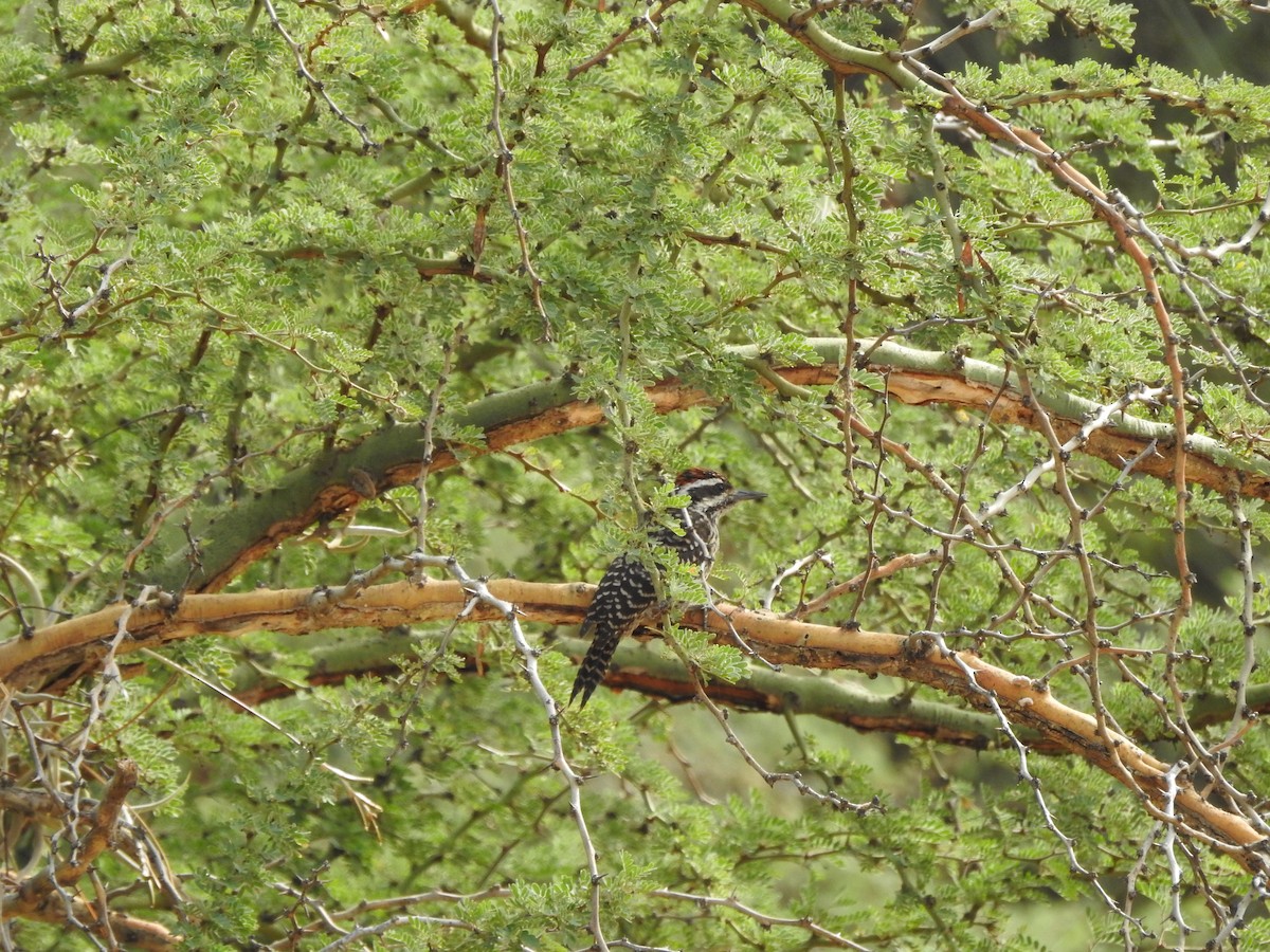 Striped Woodpecker - ML256908661