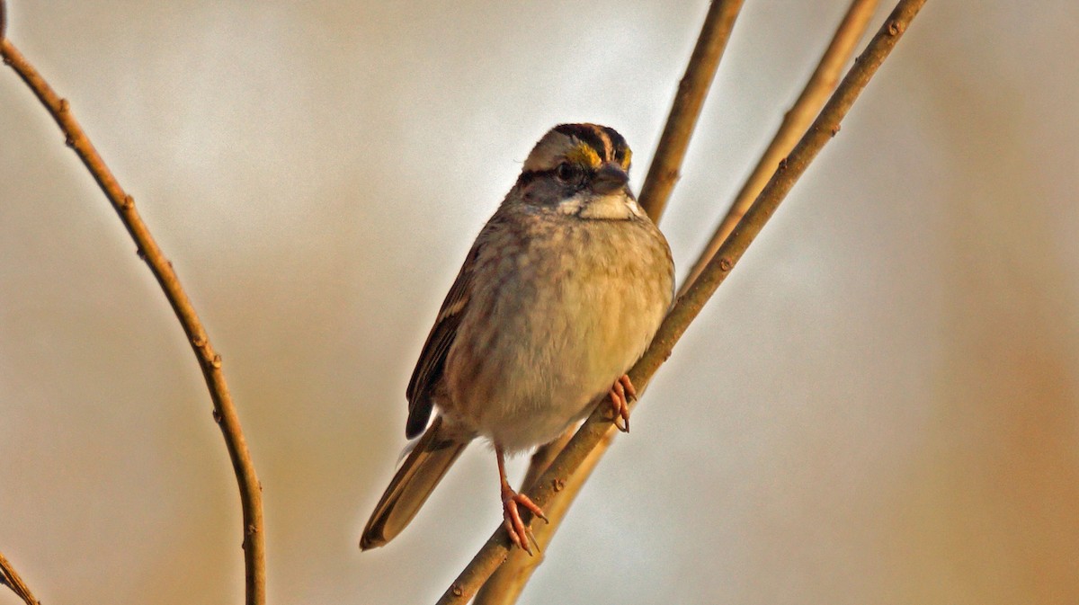 White-throated Sparrow - ML256911811