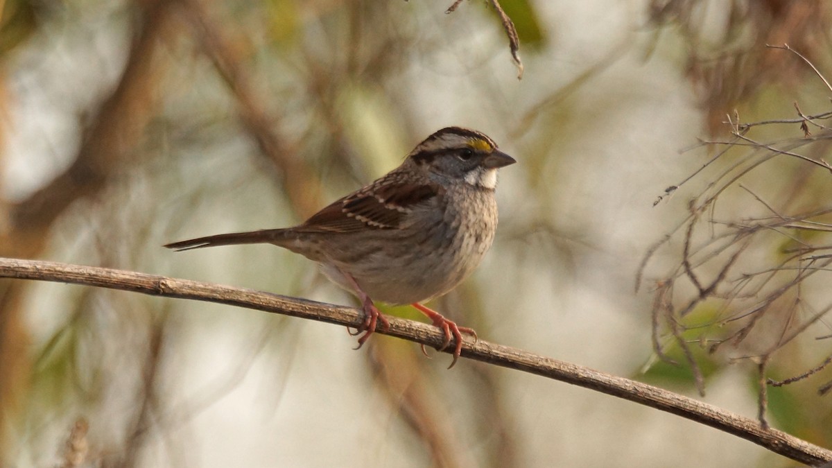 White-throated Sparrow - ML256911821