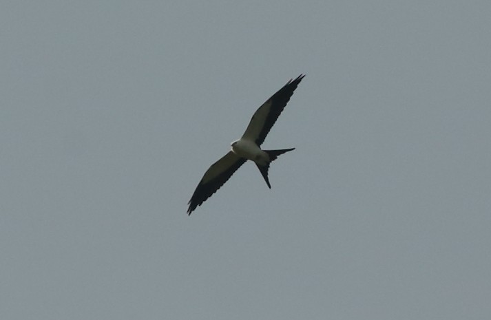 Swallow-tailed Kite - ML256912121