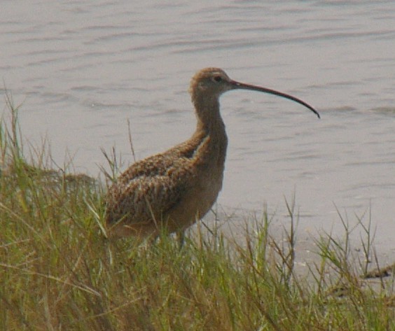 Long-billed Curlew - Charley Hesse TROPICAL BIRDING