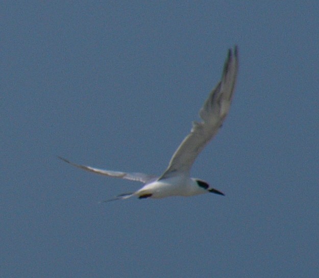 Forster's Tern - Charley Hesse TROPICAL BIRDING
