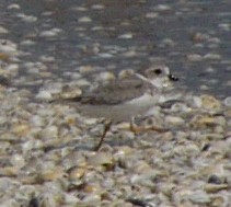Piping Plover - Charley Hesse TROPICAL BIRDING