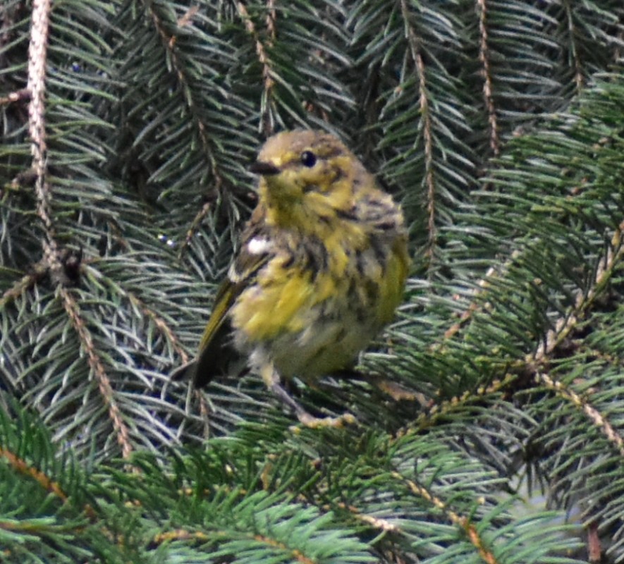 Cape May Warbler - ML256914101