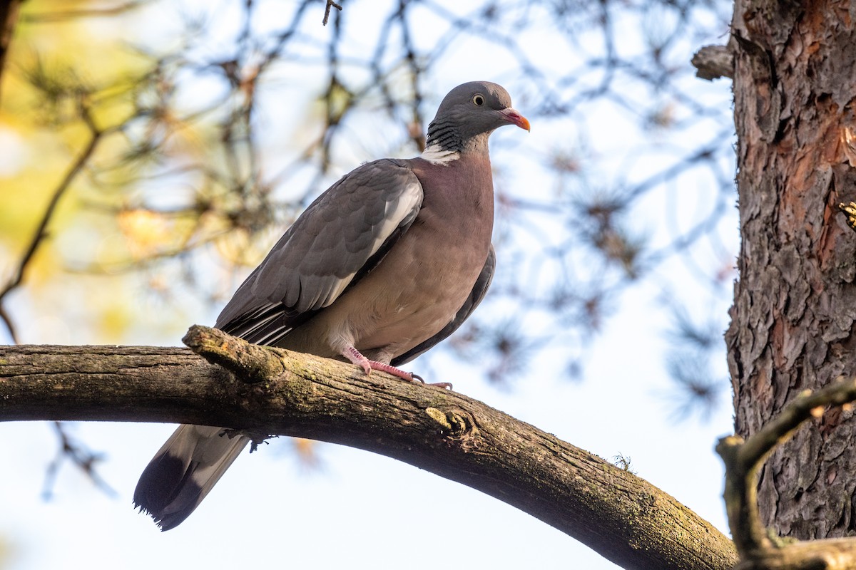 Common Wood-Pigeon - ML256921021