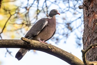 Common Wood-Pigeon, ML256921021