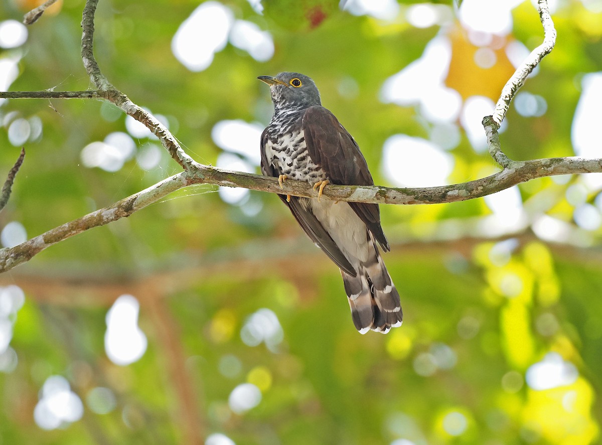 Sulawesi Cuckoo - ML256921431