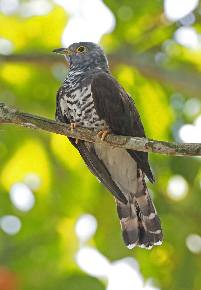 Sulawesi Cuckoo - ML256921461