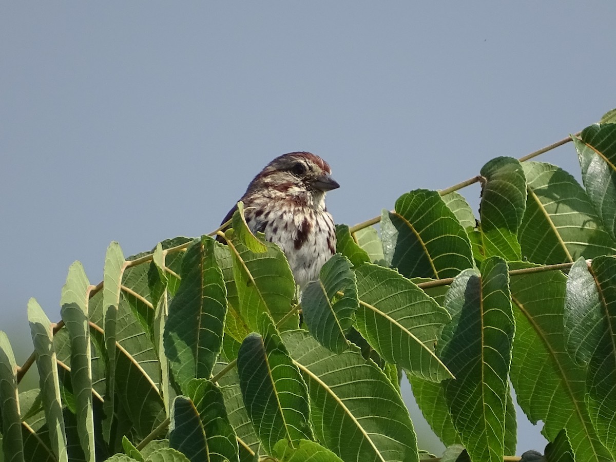 Song Sparrow - Jeffrey Roth