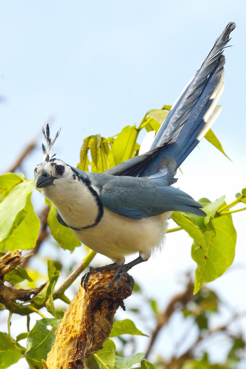 White-throated Magpie-Jay - ML25692681