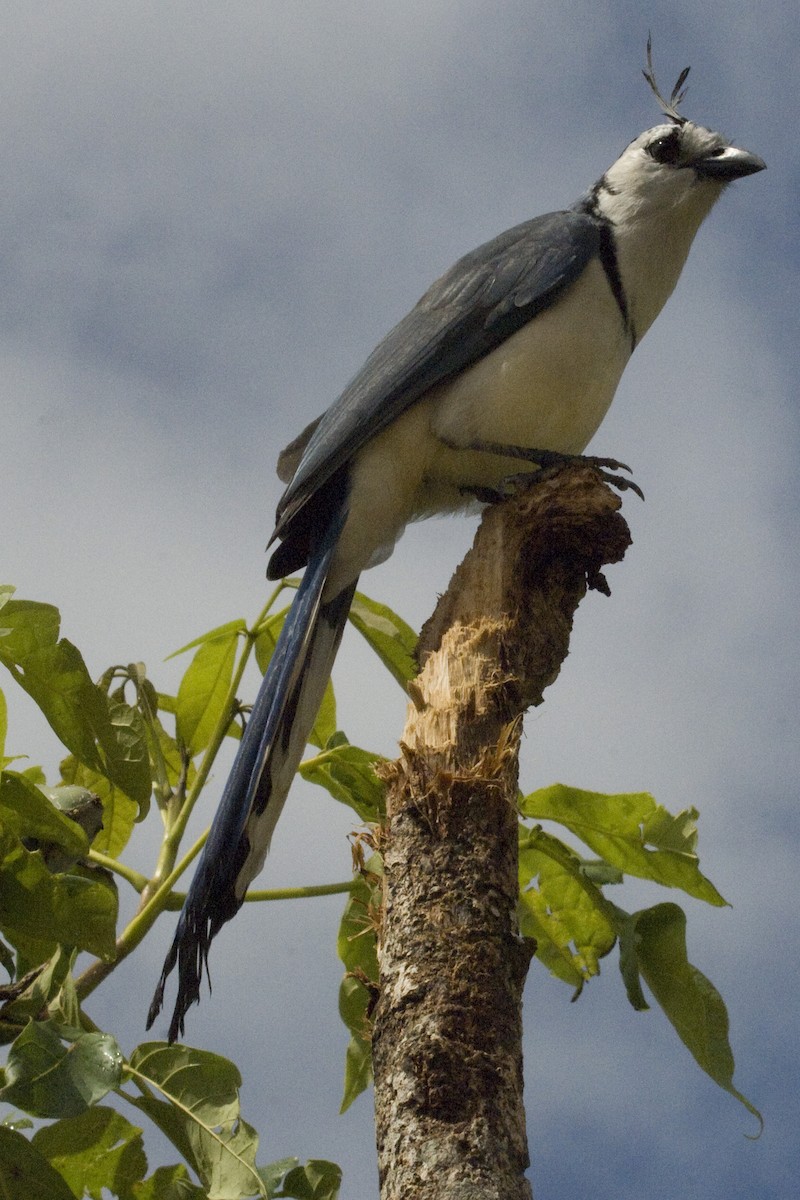 White-throated Magpie-Jay - ML25692701