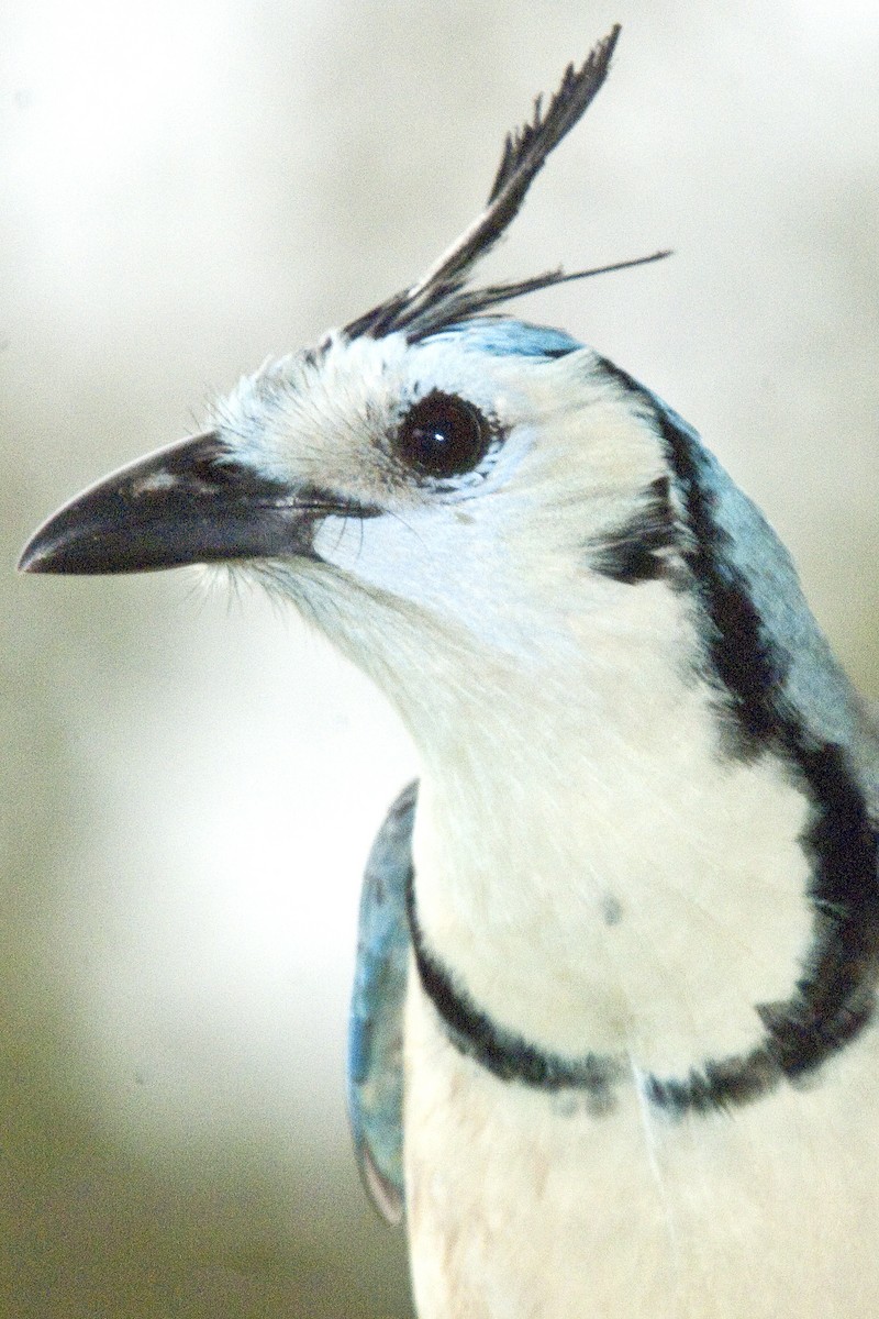 White-throated Magpie-Jay - ML25692721