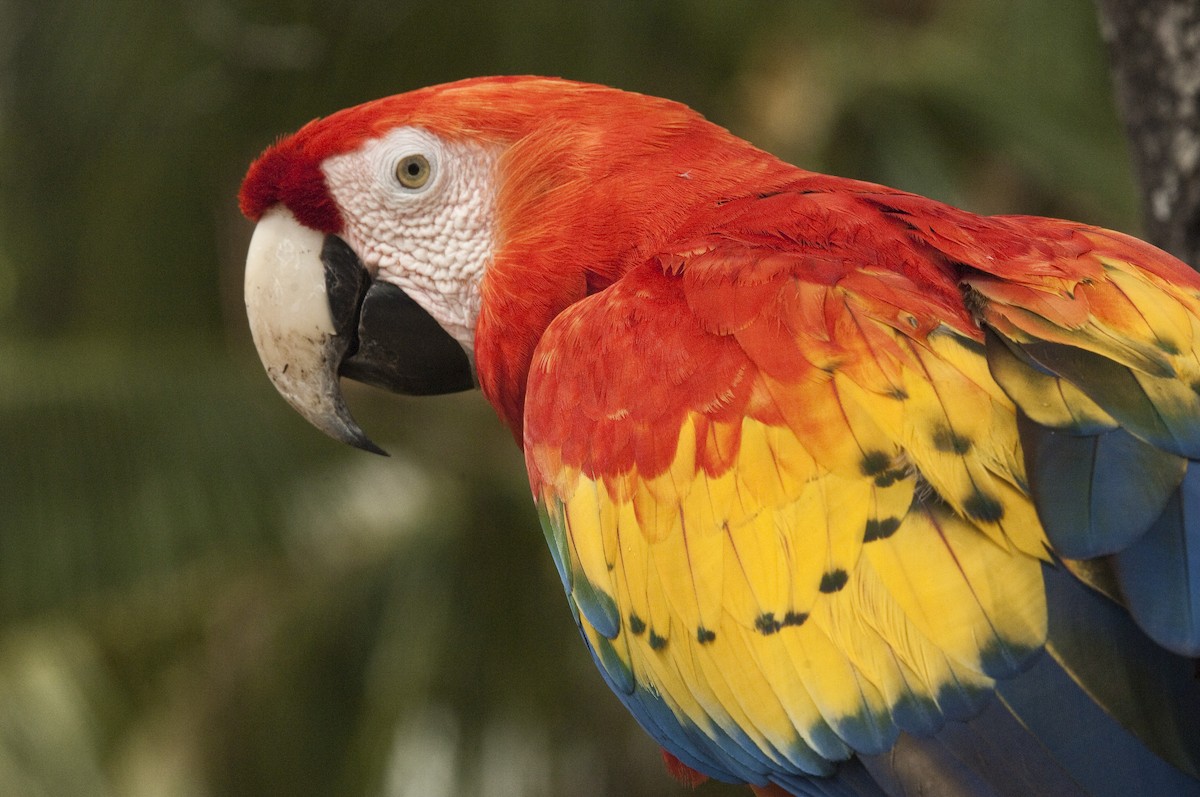 Scarlet Macaw - ML25692791