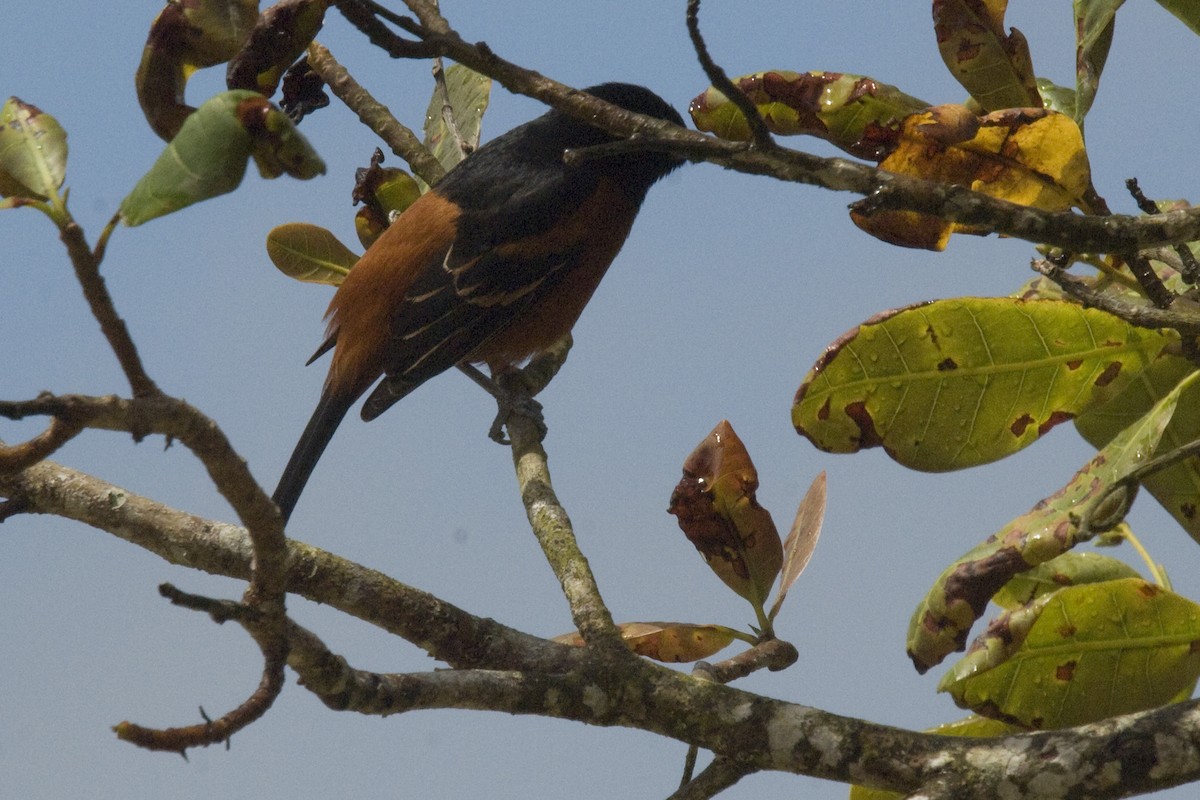Orchard Oriole - ML25692831