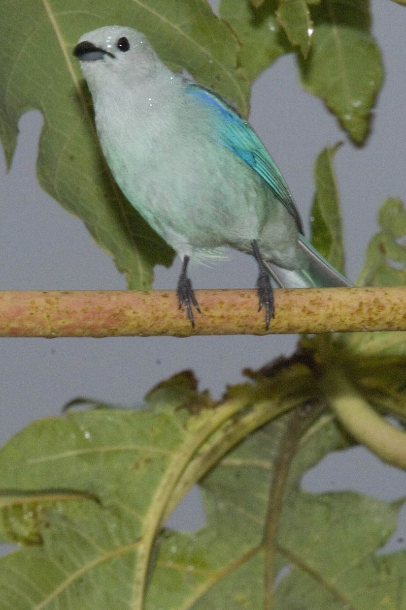 Blue-gray Tanager - ML25692841