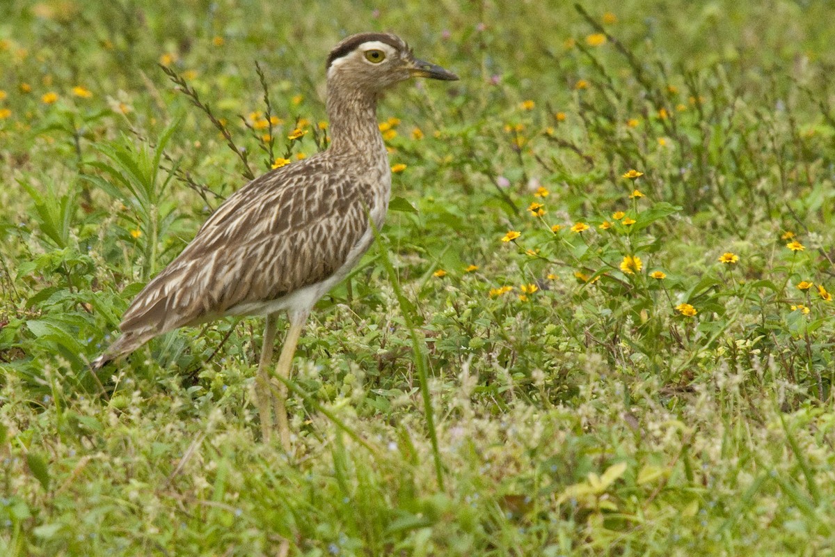 Double-striped Thick-knee - ML25692891