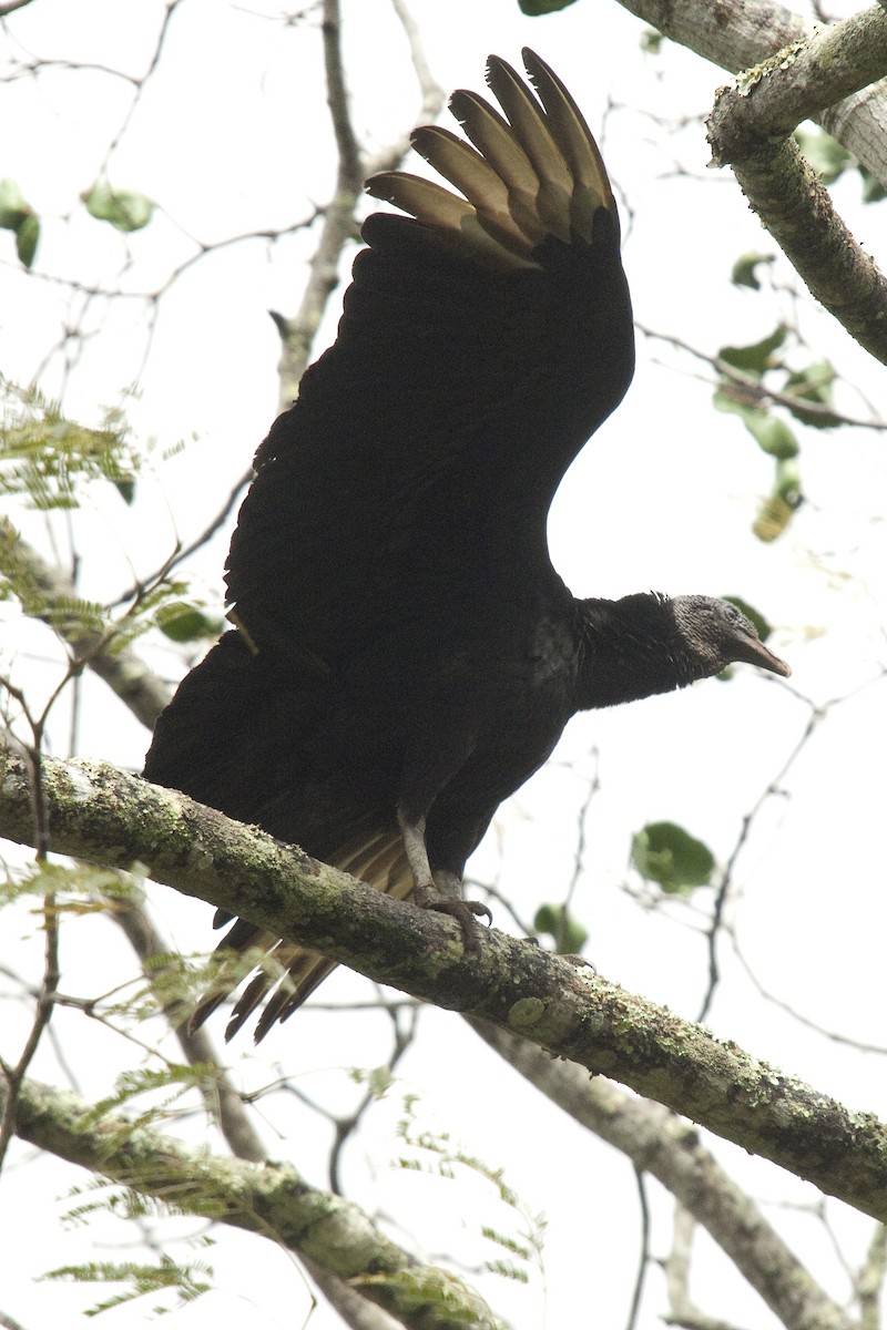 Black Vulture - Ken Langelier
