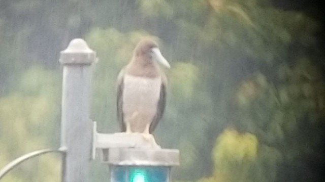 Brown Booby - ML256929771