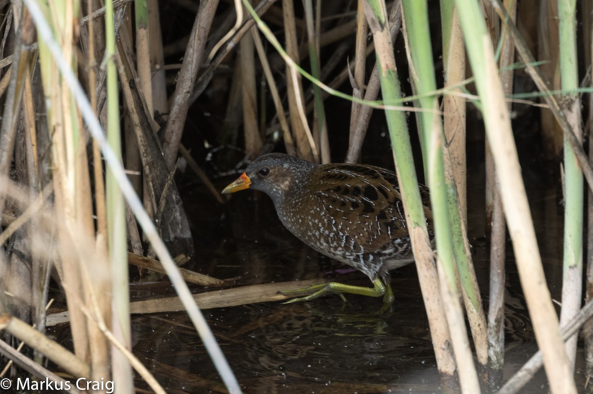 Spotted Crake - ML25693751
