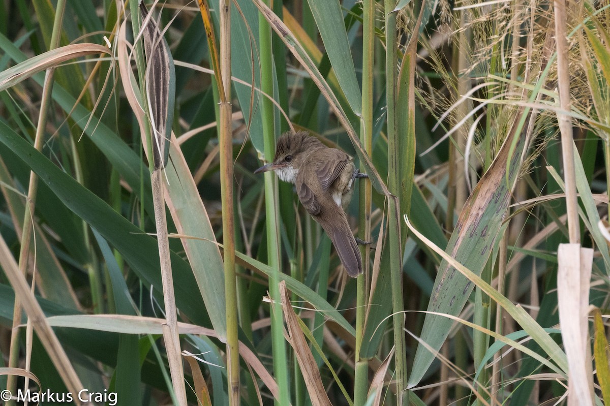 Clamorous Reed Warbler (Brown) - ML25693791