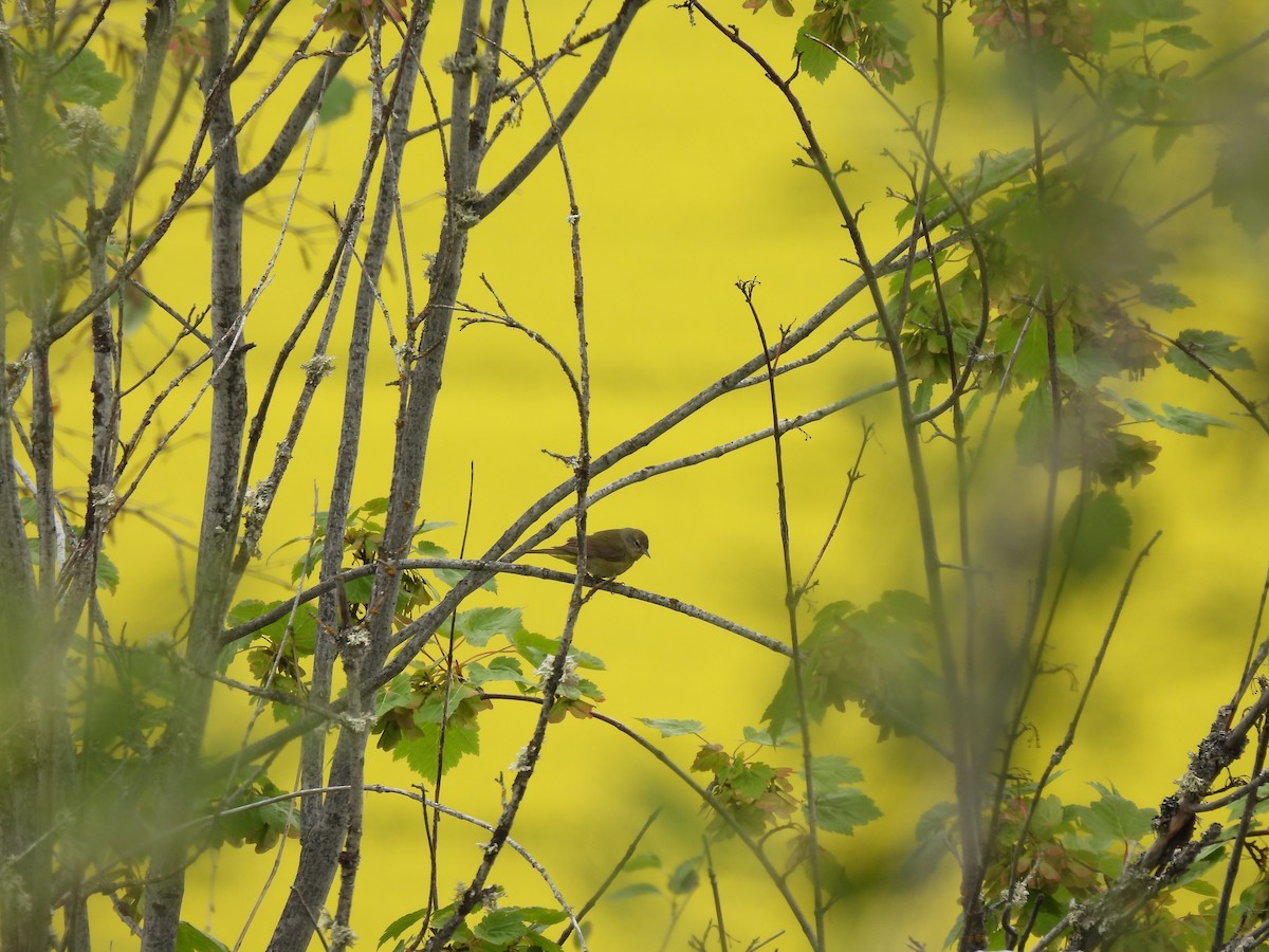 Orange-crowned Warbler - ML256940731