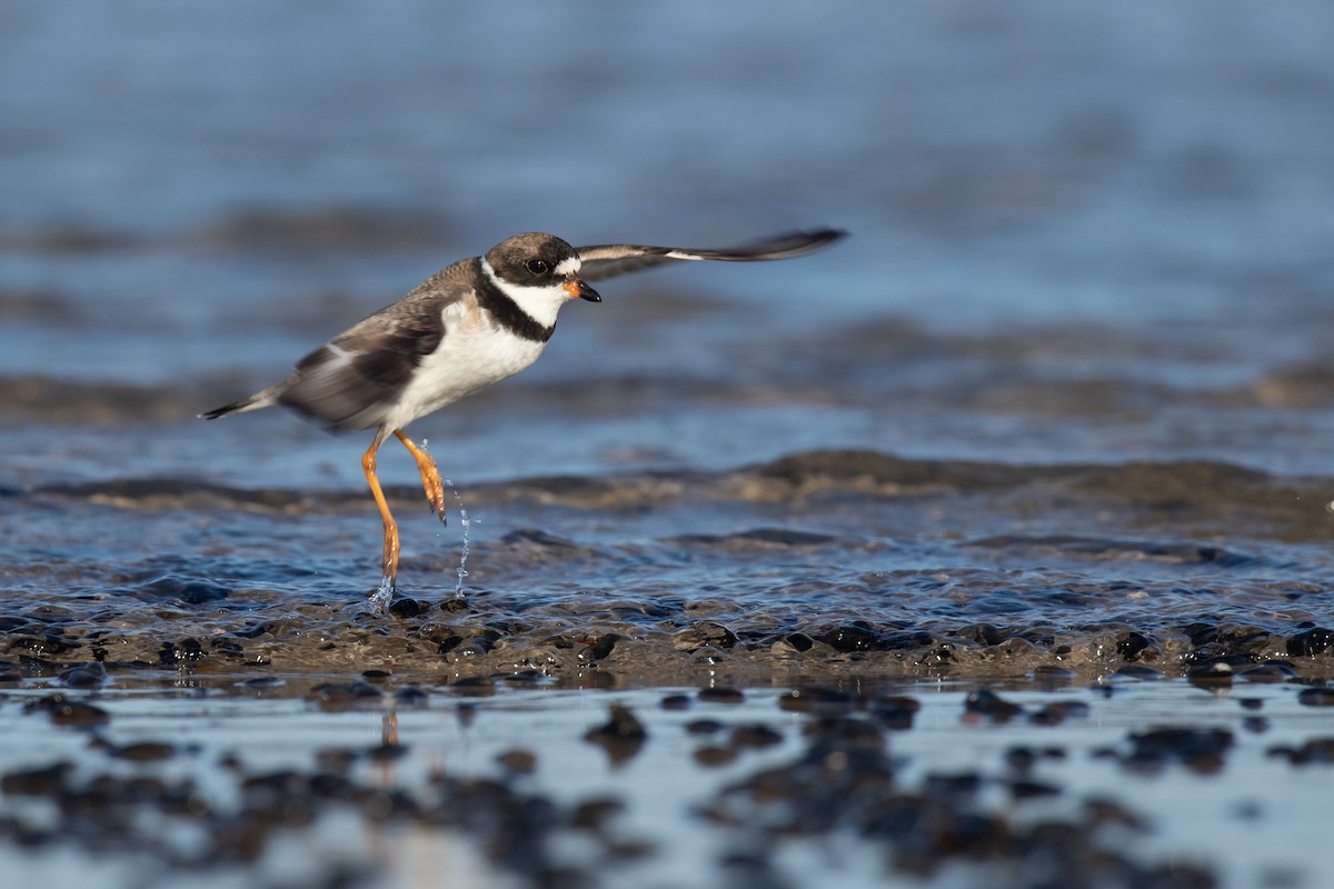 Semipalmated Plover - ML256941951