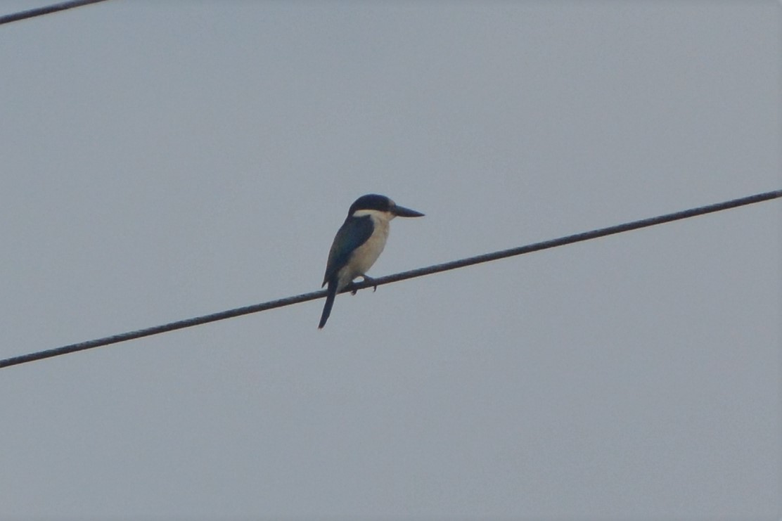 Forest Kingfisher - ML25694521