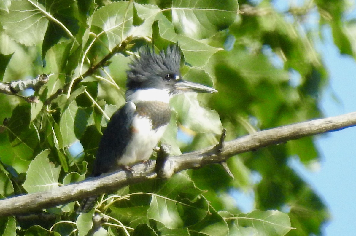 Belted Kingfisher - ML256946361
