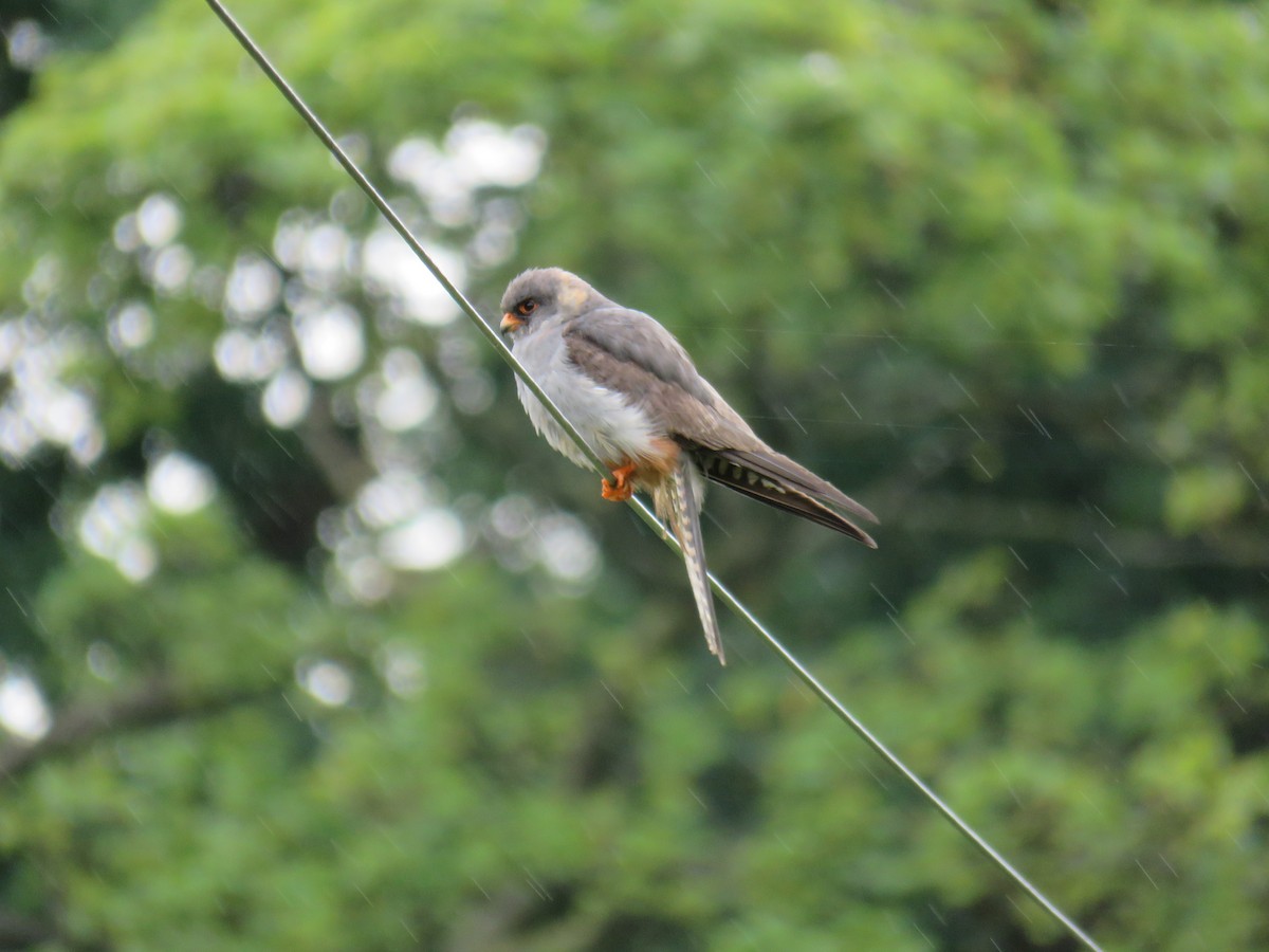 Red-footed Falcon - ML256947071