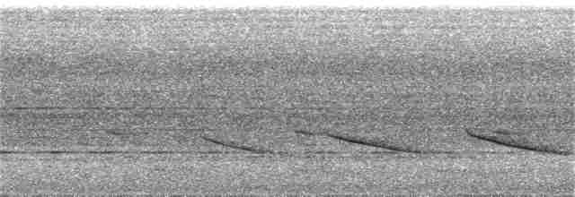Short-tailed Babbler - ML256951041