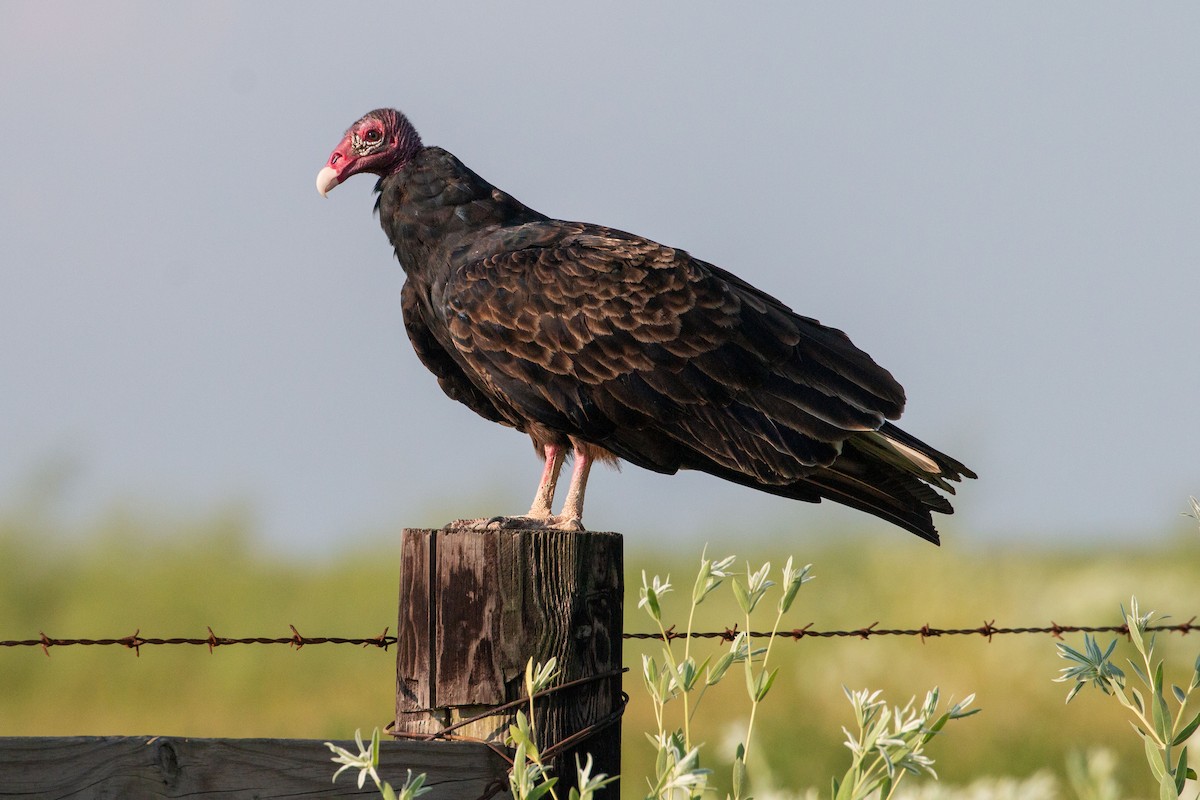 Turkey Vulture - Steve Metchis