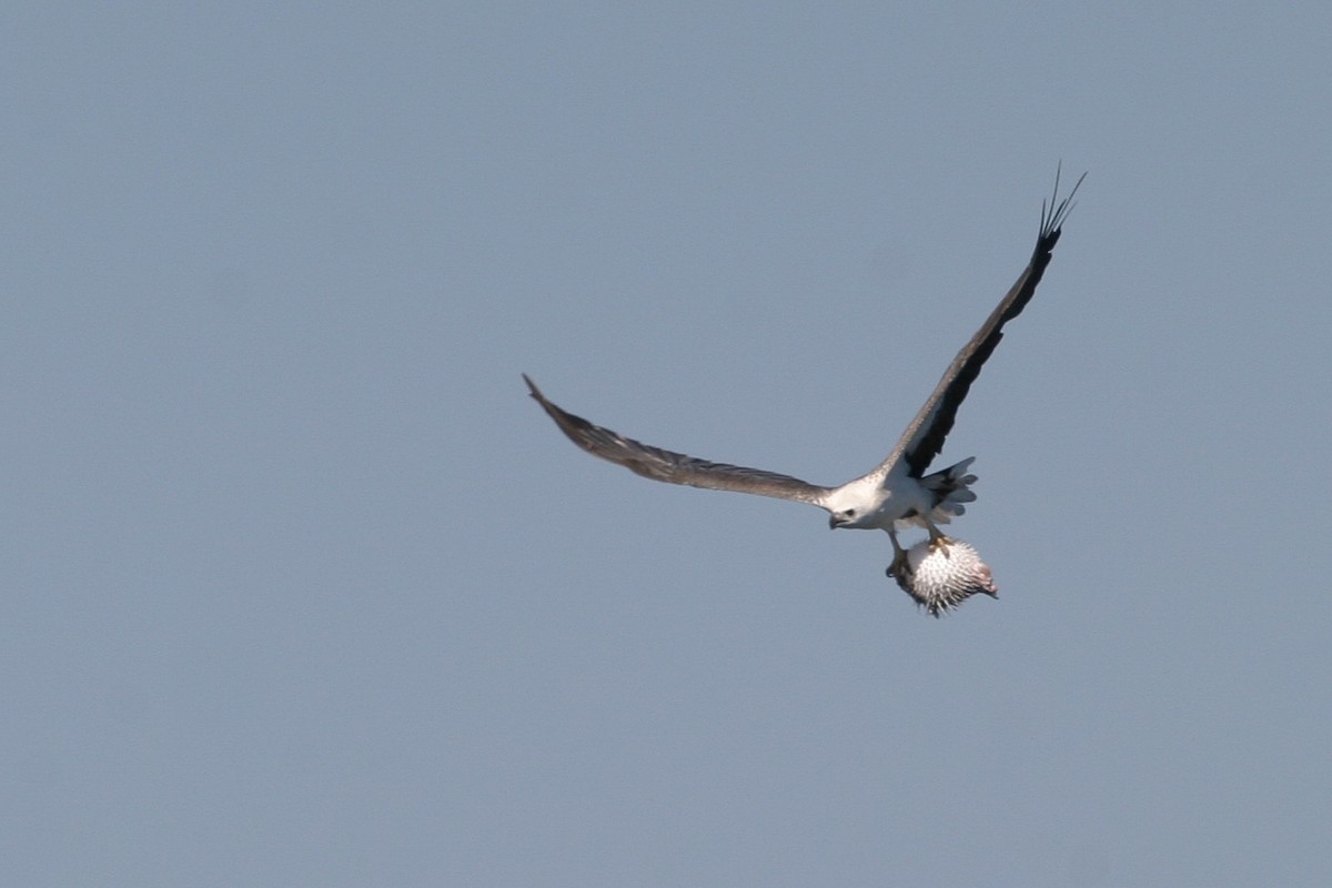 White-bellied Sea-Eagle - Simon Colenutt