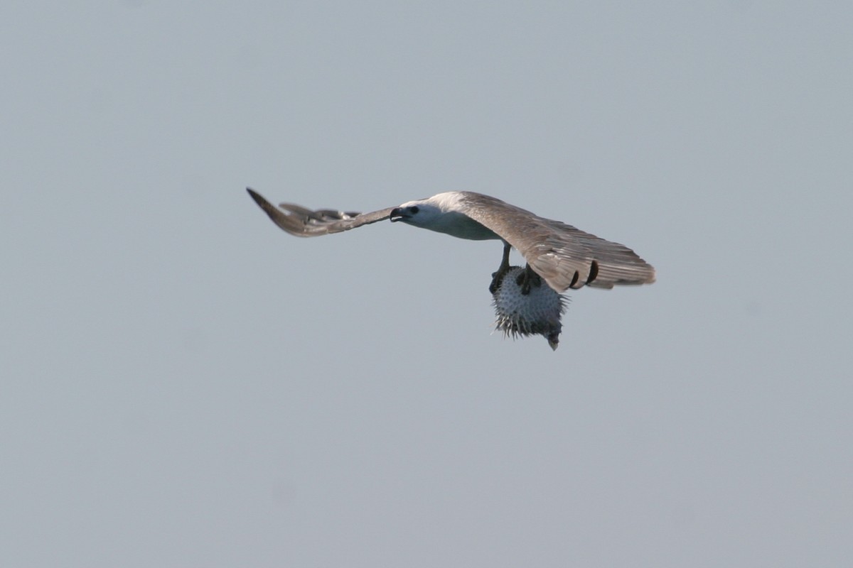 White-bellied Sea-Eagle - Simon Colenutt