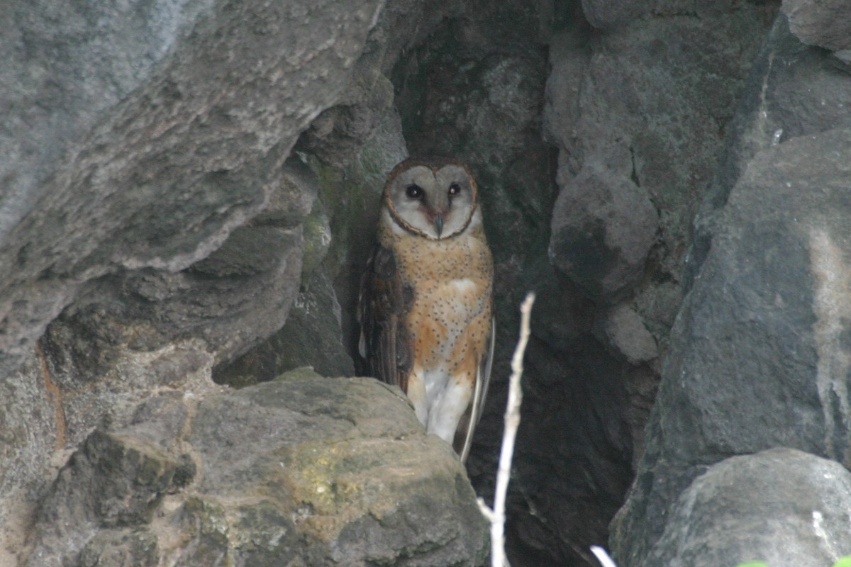 Sulawesi Masked-Owl - Simon Colenutt