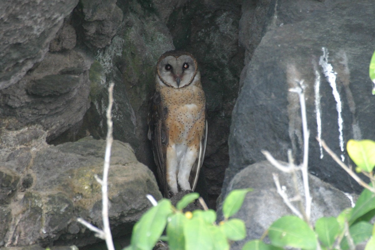 Sulawesi Masked-Owl - ML256953741