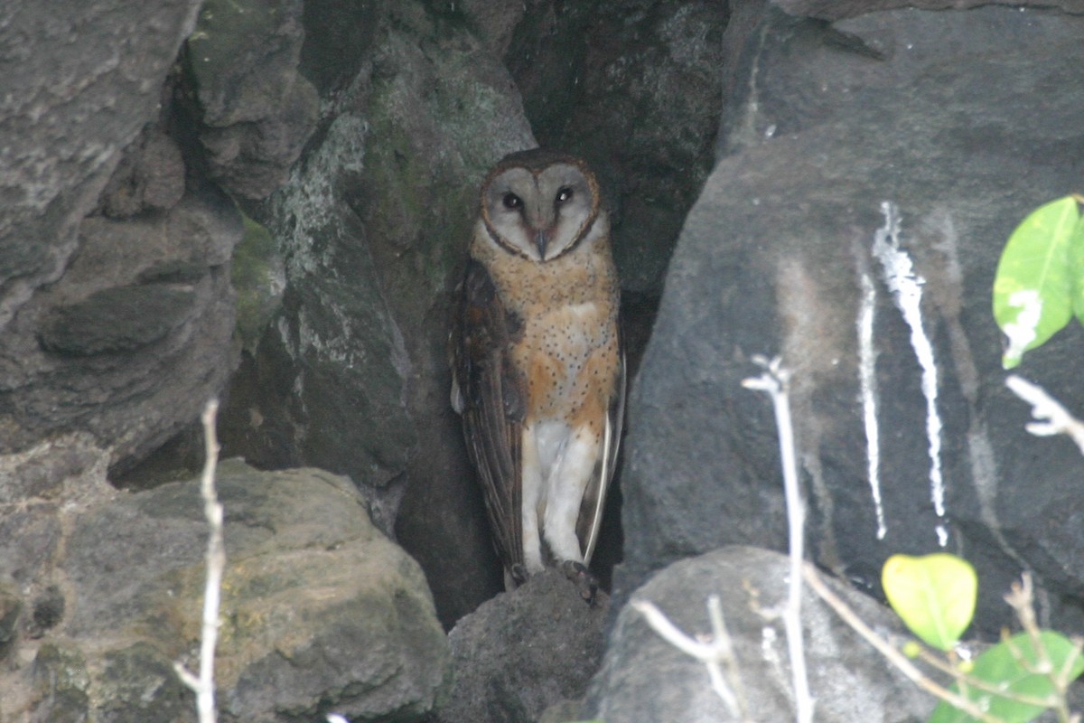 Sulawesi Masked-Owl - ML256953751