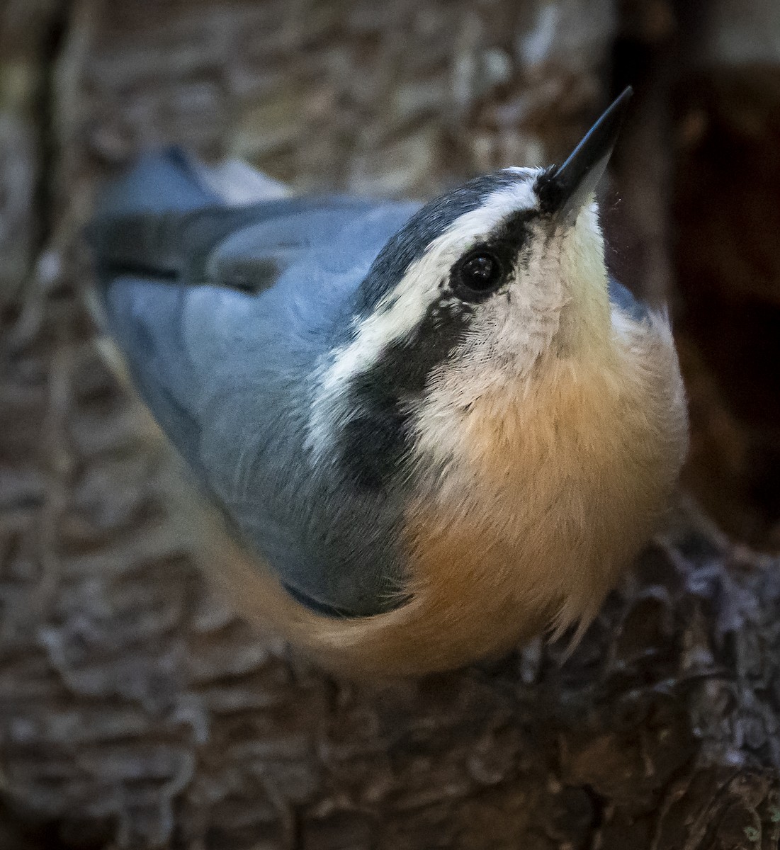 Red-breasted Nuthatch - ML256956111