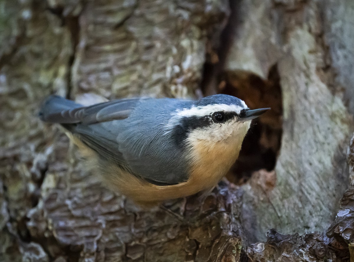 Red-breasted Nuthatch - ML256956161