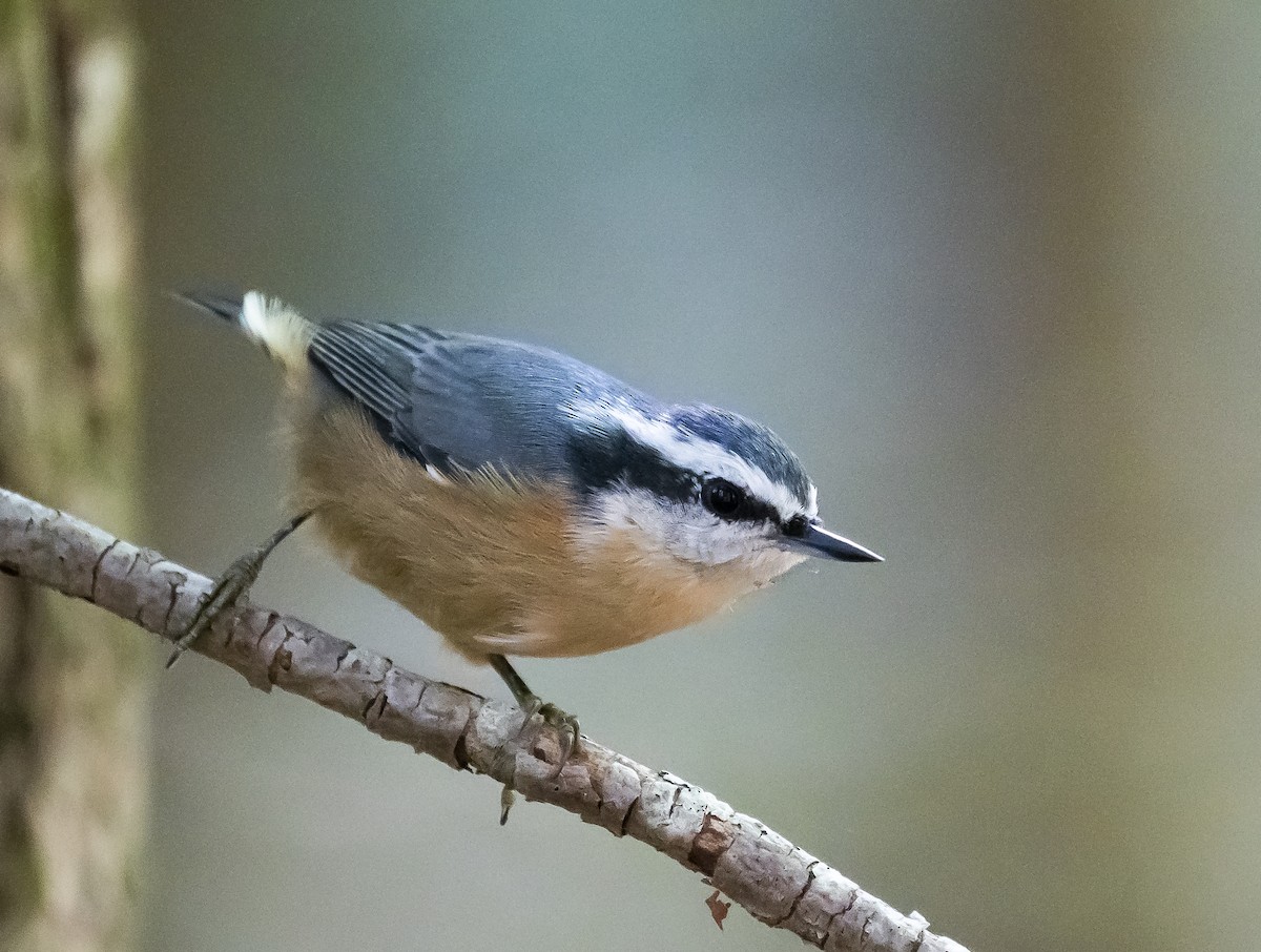 Red-breasted Nuthatch - ML256956181