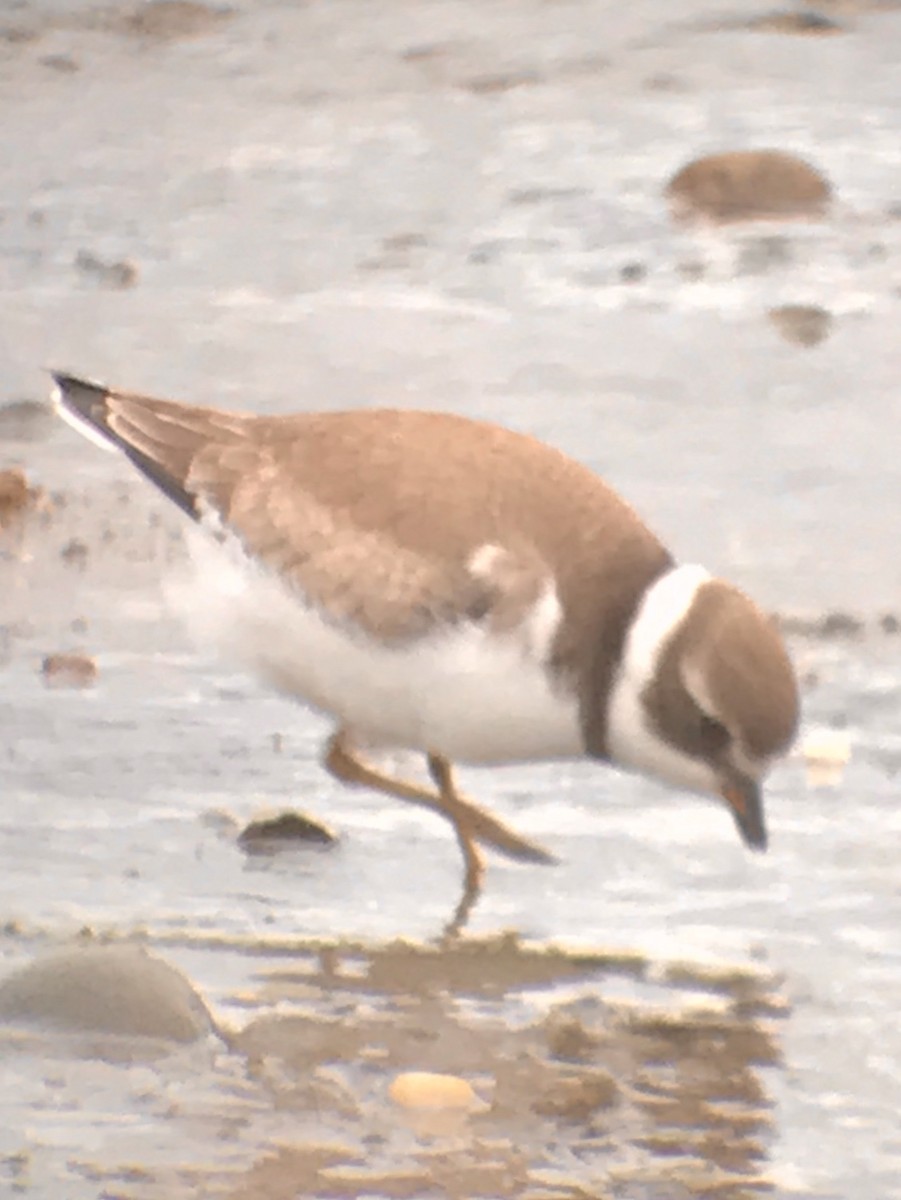 Semipalmated Plover - ML256962231