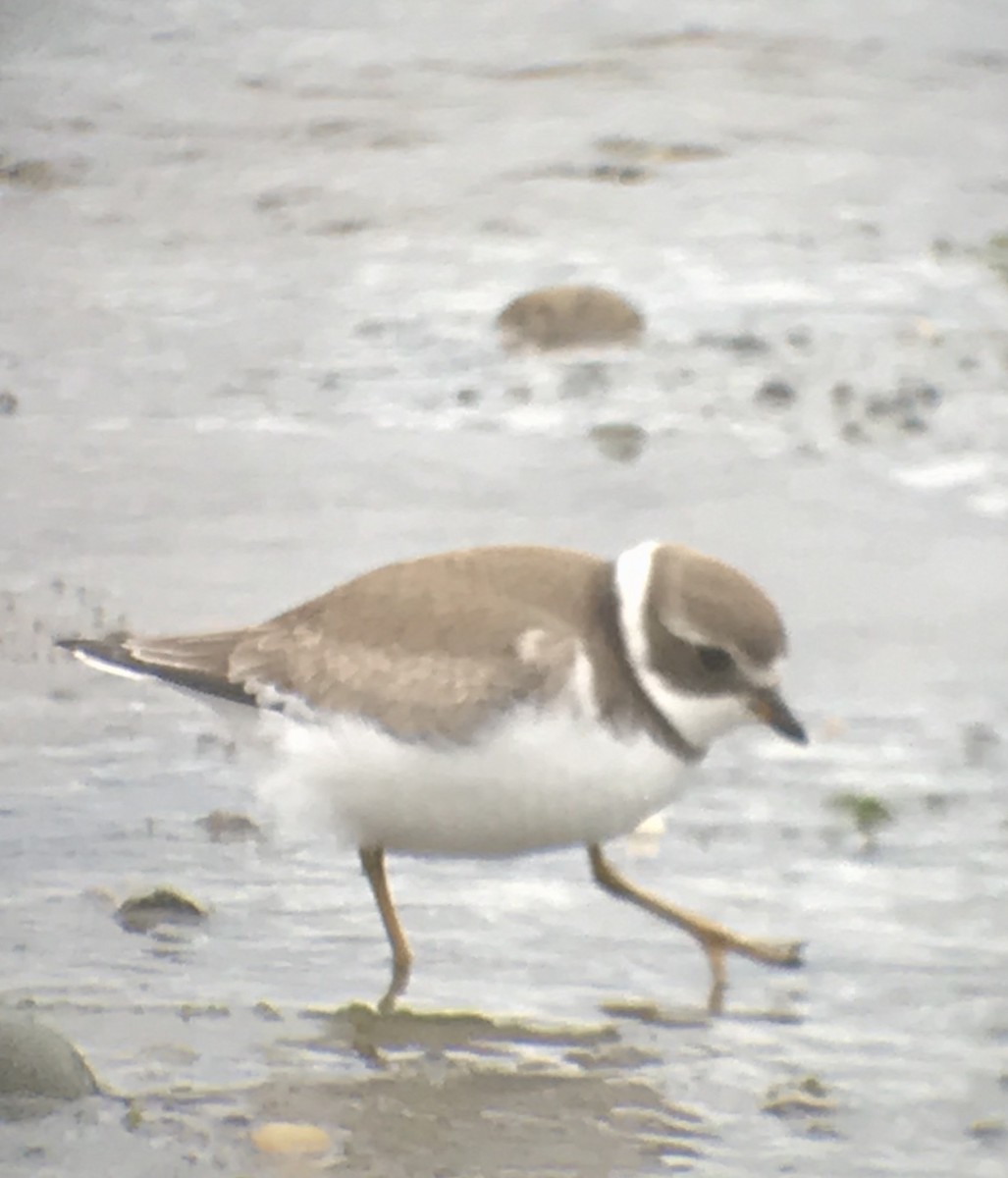 Semipalmated Plover - ML256962241